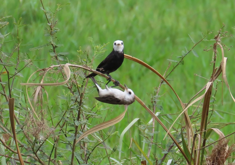 White-headed Marsh Tyrants, Bolivia, Photo © Gina Nichol