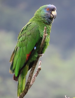 Red-throated Parrot by Gina Nichol