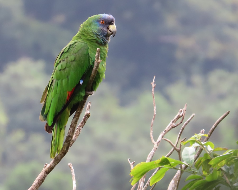 Red-throated Parrot, Dominica. Photo © Gina Nichol. 