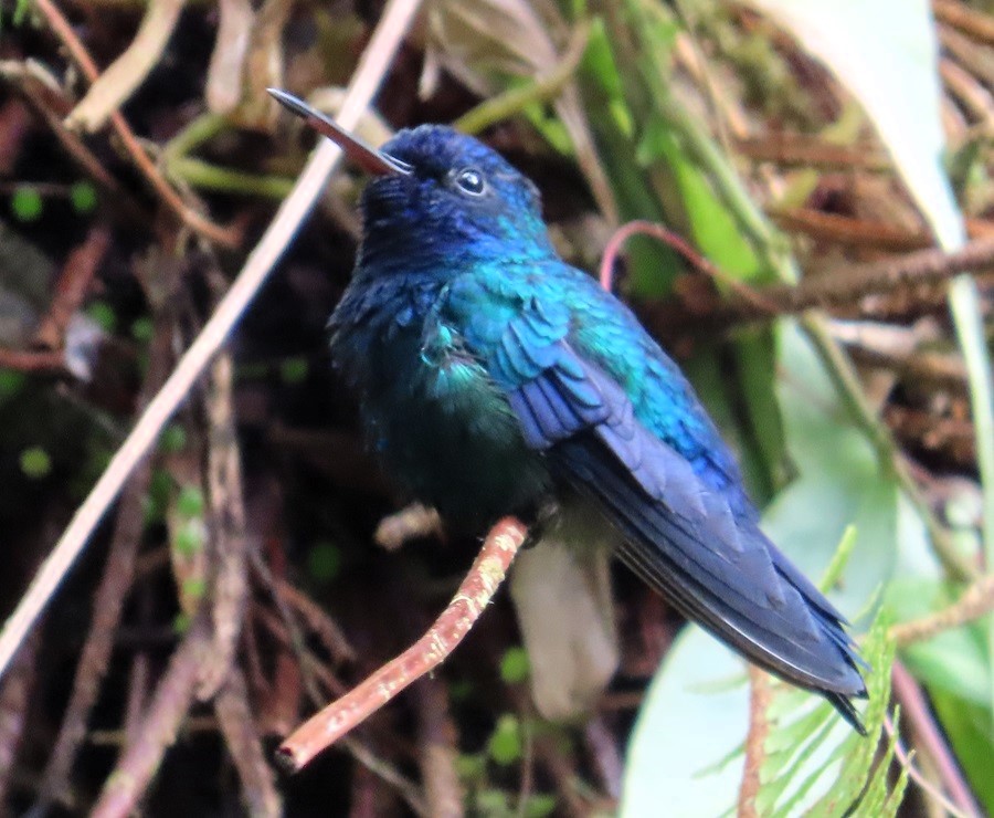 Blue-headed Hummingbird, Martinique