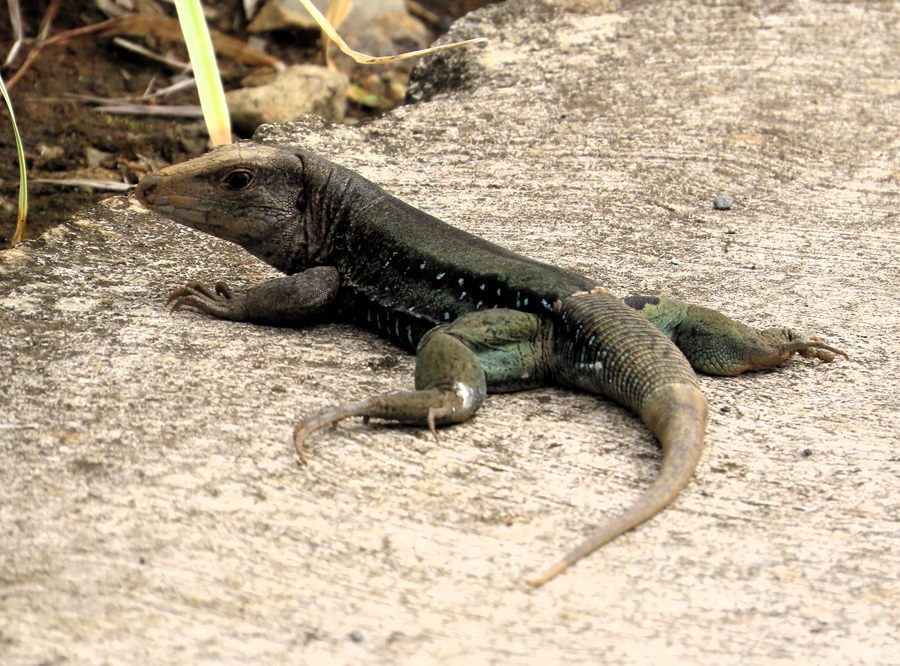 Dominica Endemic Lizard. Photo © Gina Nichol.