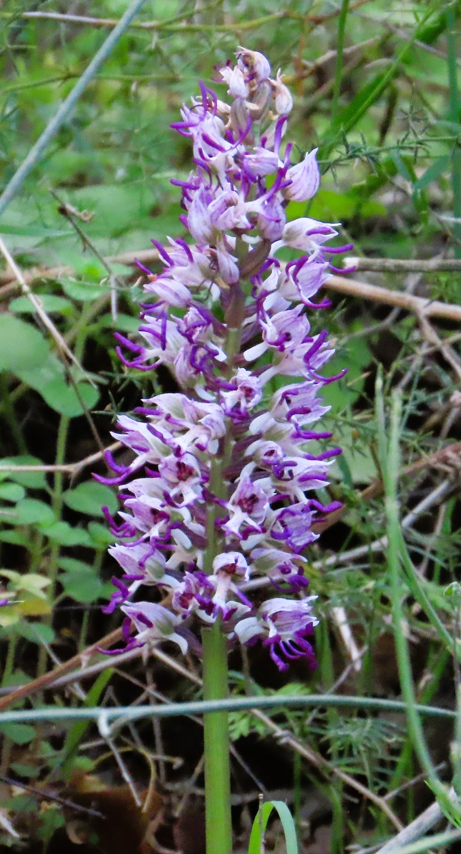 Monkey Orchid © Gina Nichol.