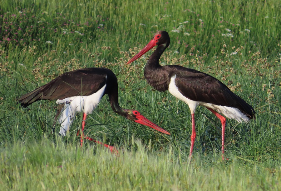 Black Storks. Photo © Gina Nichol.