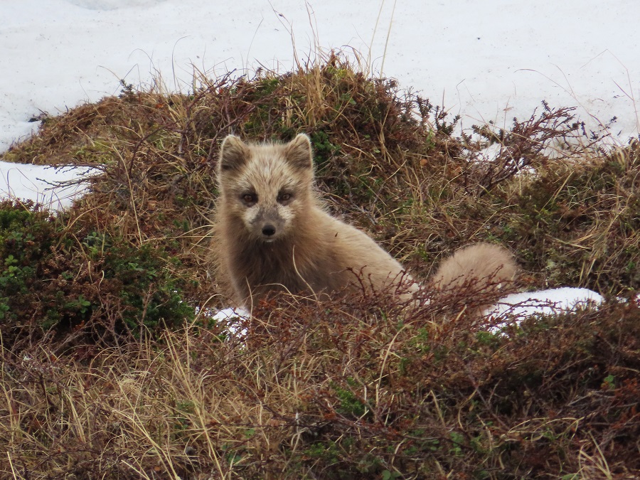 Arctic Fox near Vardo Norway
