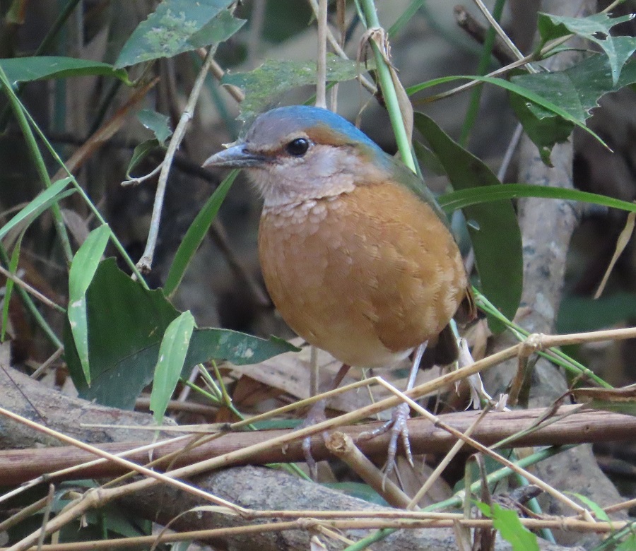 Blue-rumped Pitta © Gina Nichol. 