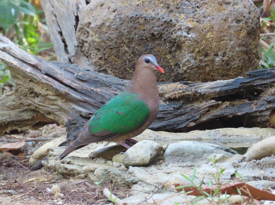 Emerald Dove © Gina Nichol. 