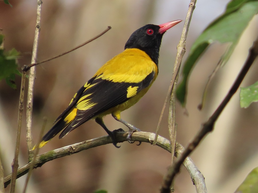 Black-hooded Oriole. Photo © Gina Nichol.