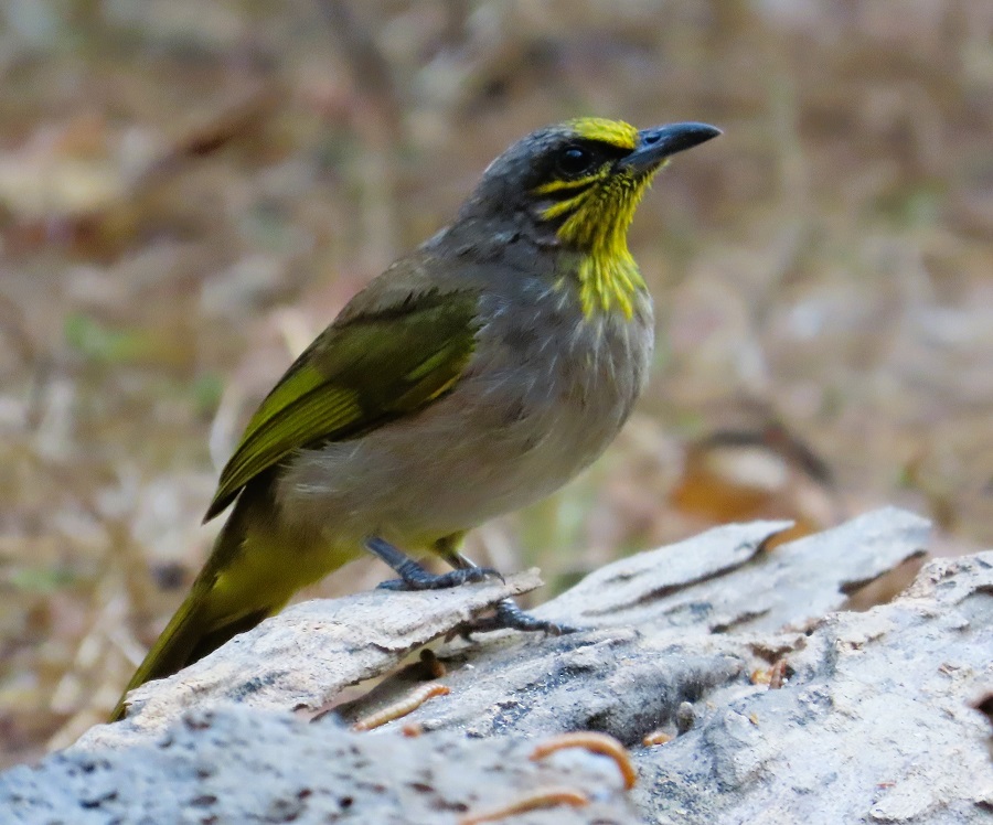 Stripe-throated Bulbul. Photo © Gina Nichol.