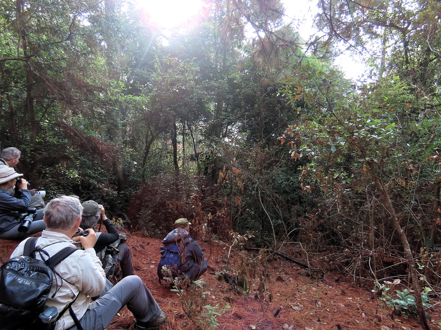 Looking for Collared Laughingthrush (saw it!). Photo © Gina Nichol.