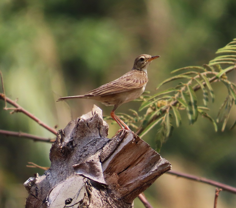 Paddyfield Pipit © Gina Nichol