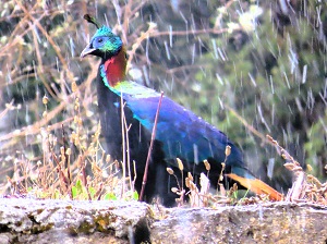 Himalayan Monal in the Snow, Bhutan 