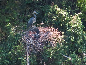 White-bellied Heron with two chicks on a nest. 