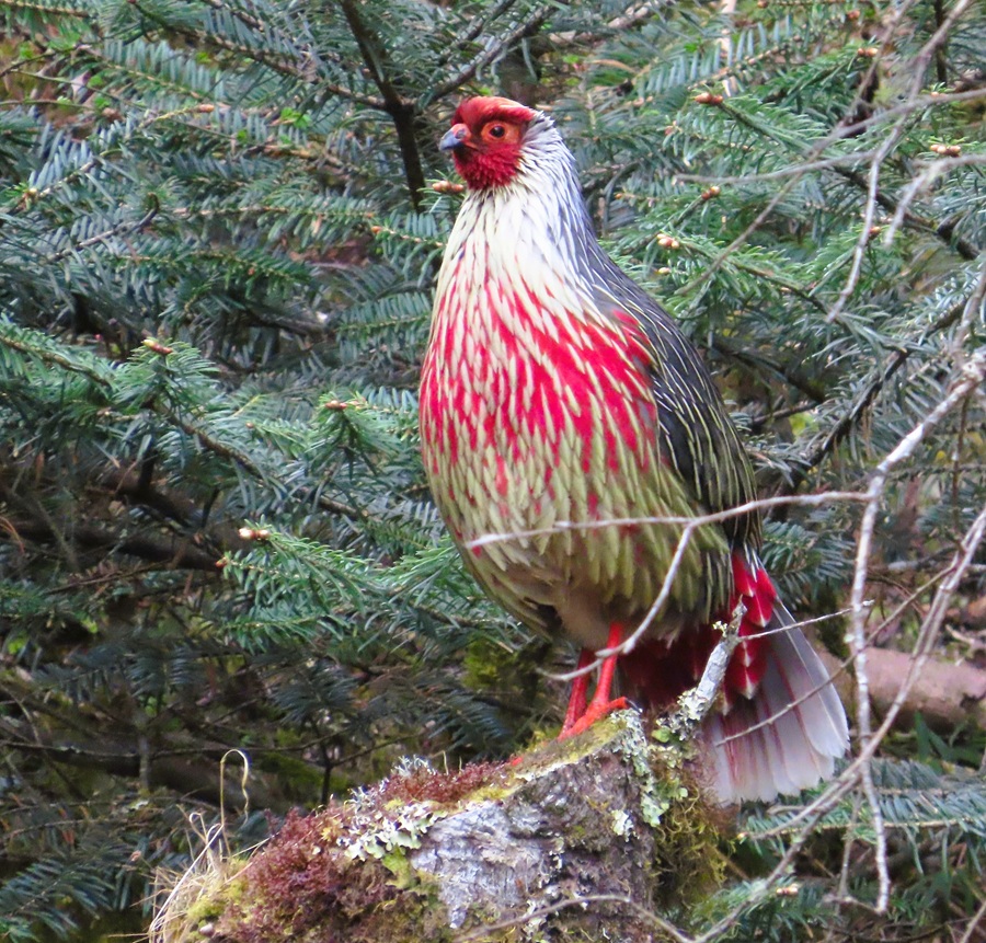 Blood Pheasant, Bhutan. Photo © Gina Nichol