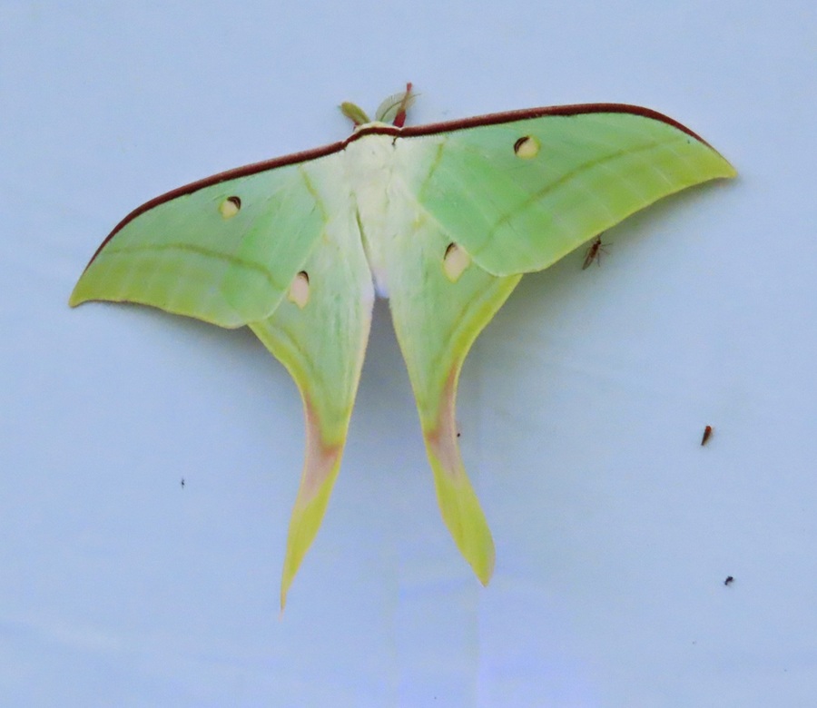 Indian Moon Moth, Bhutan © Gina Nichol