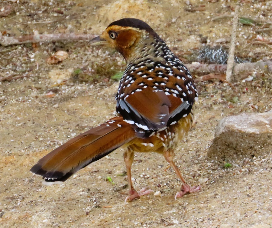 Spotted Laughingthrush, Bhutan © Gina Nichol