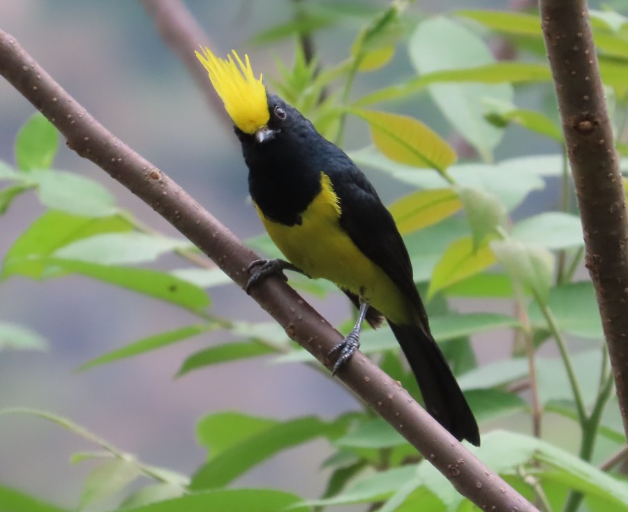 Sultan Tit, Bhutan © Gina Nichol