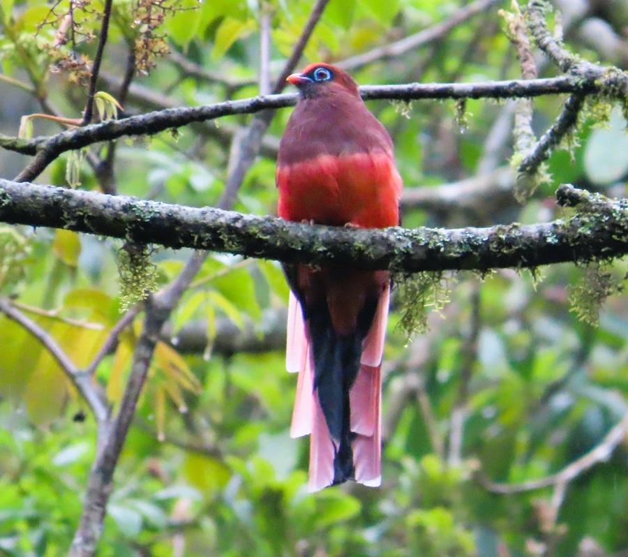 Ward's Trogon, Bhutan © Gina Nichol