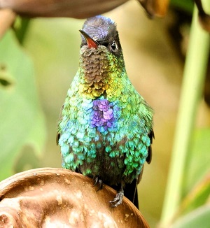 Fiery-throated Hummingbird. Photo by Sue Caperino