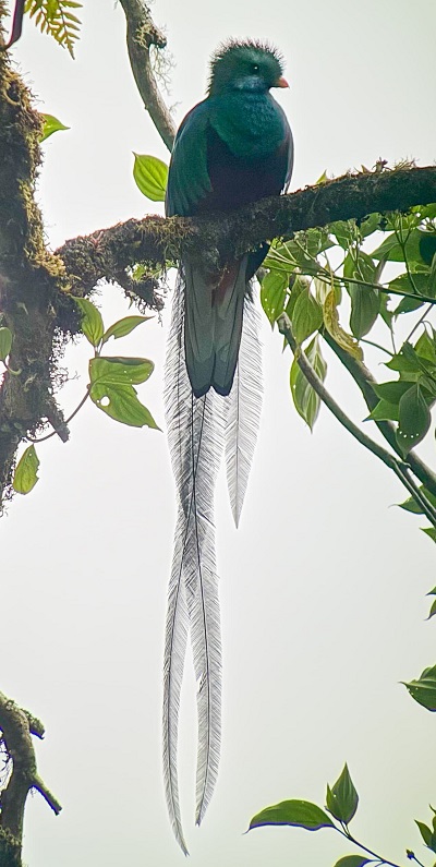 Resplendent Quetzal by Jose Pablo Castillo
