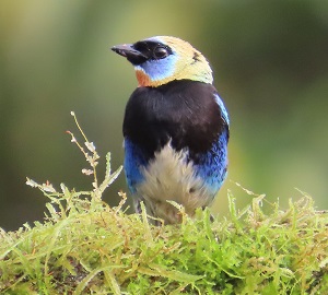 Golden-hooded Tanager by Gina Nichol.