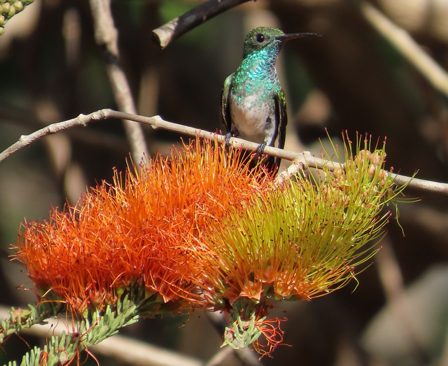 The endangered, endemic Mangrove Hummingbird in Costa Rica. Photo © Gina Nichol