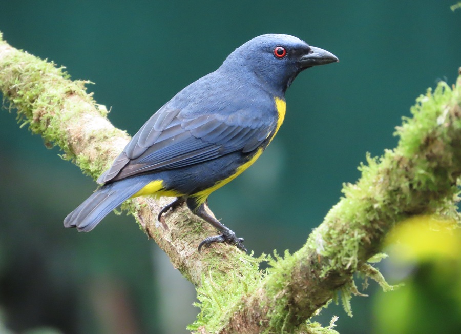 Blue-and-gold Tanager, Costa Rica. Photo © Gina Nichol