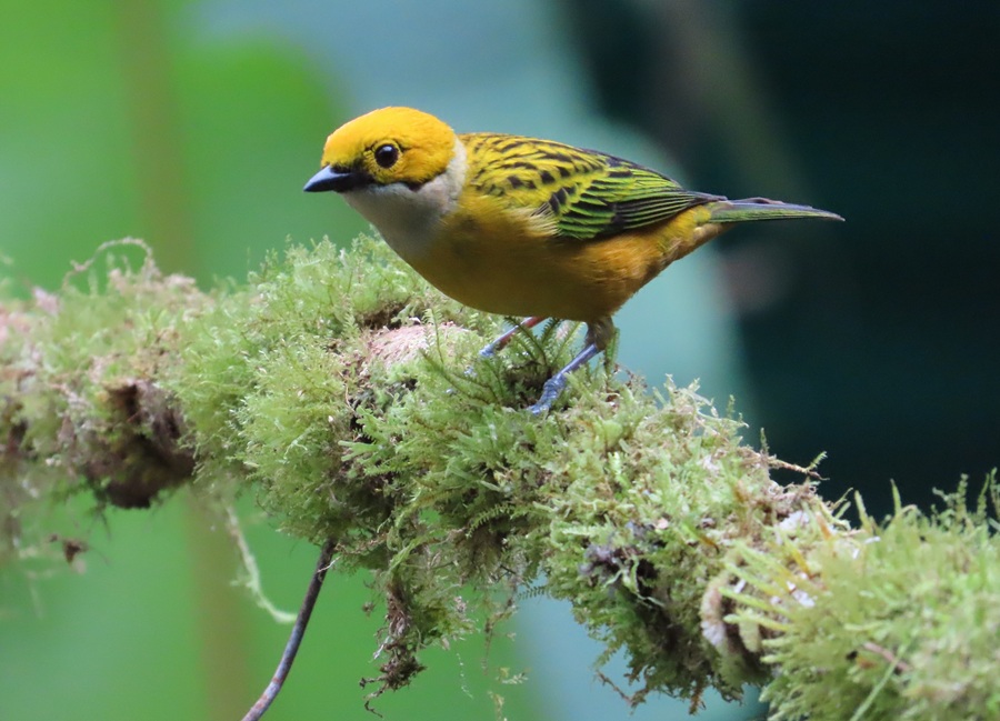 Silver-throated Tanager, Costa Rica. Photo © Gina Nichol