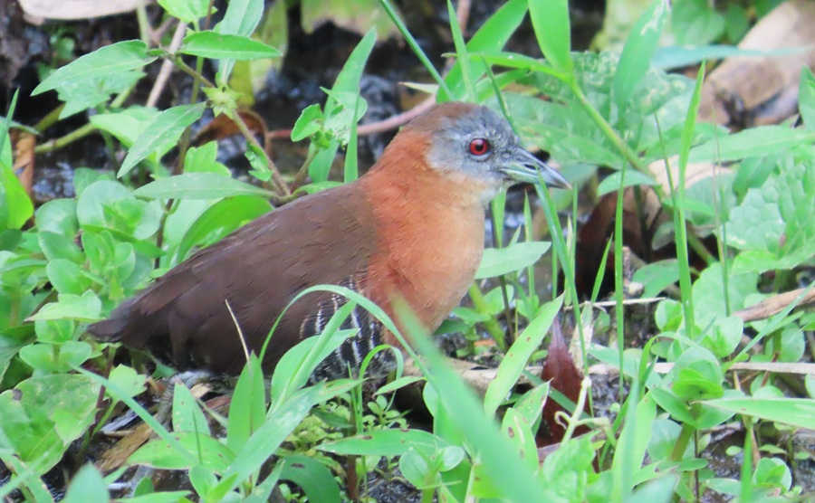 White-throated Crake. Photo © Gina Nichol