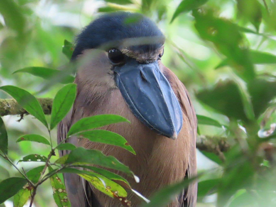 Boat-billed Heron, Costa Rica. Photo © Gina Nichol