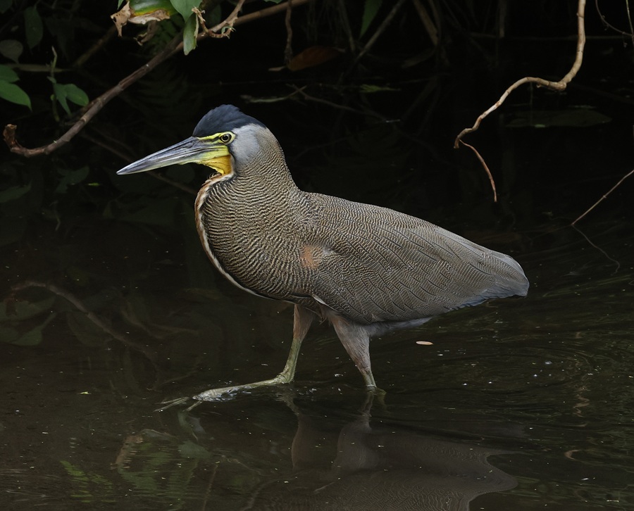 Bare-throated Tiger Heron. Photo © Steve Bird