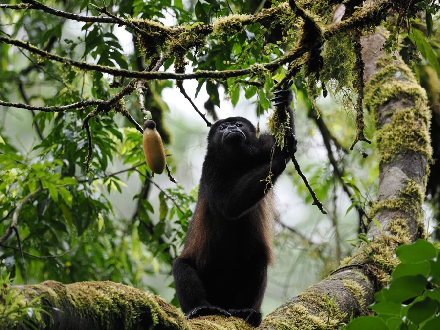 Mantled Howler Monkey © Julie Blum
