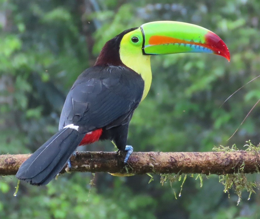 Keel-billed Toucan, Costa Rica © Gina Nichol