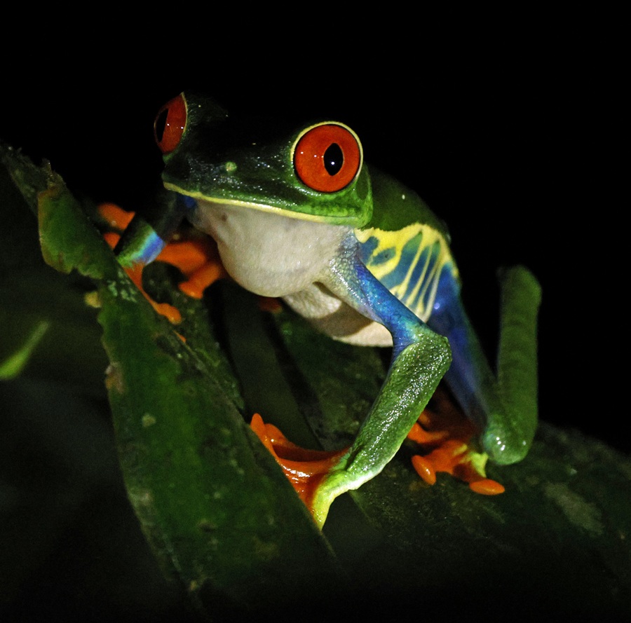 Red-eyed Tree Frog, Costa Rica © Steve Bird