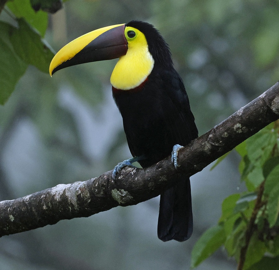 Yellow-throated Toucan, Costa Rica © Steve Bird