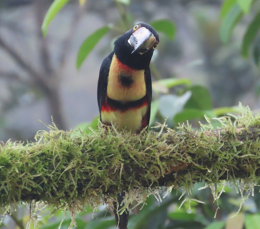 Collared Aracari, Costa Rica. Photo © Gina Nichol