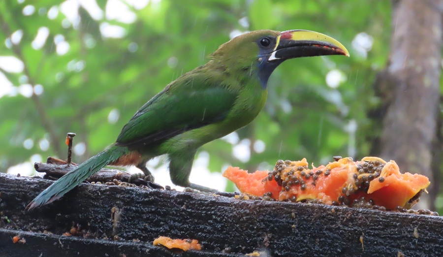 Emerald Toucanet, Costa Rica. Photo © Gina Nichol