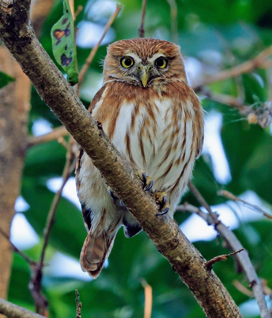 Ferruginous Pygmy Owl, Costa Rica. Photo © Steve Bird