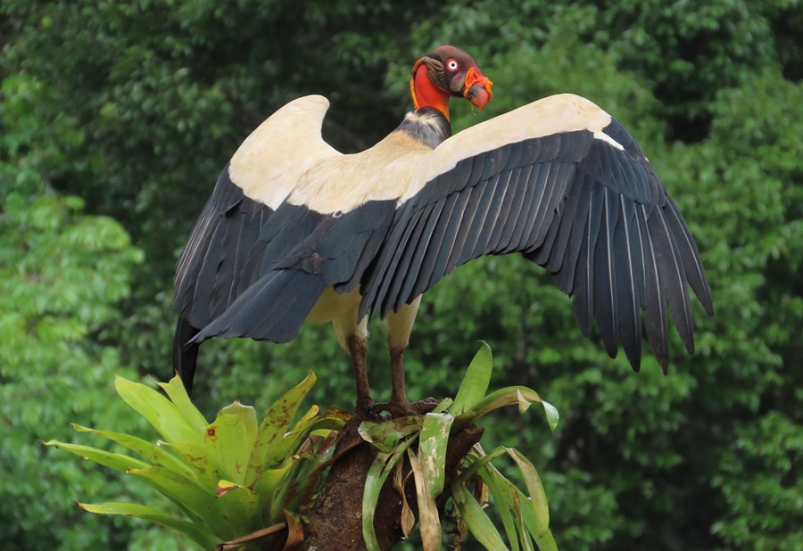 King Vulture, Costa Rica © Gina Nichol