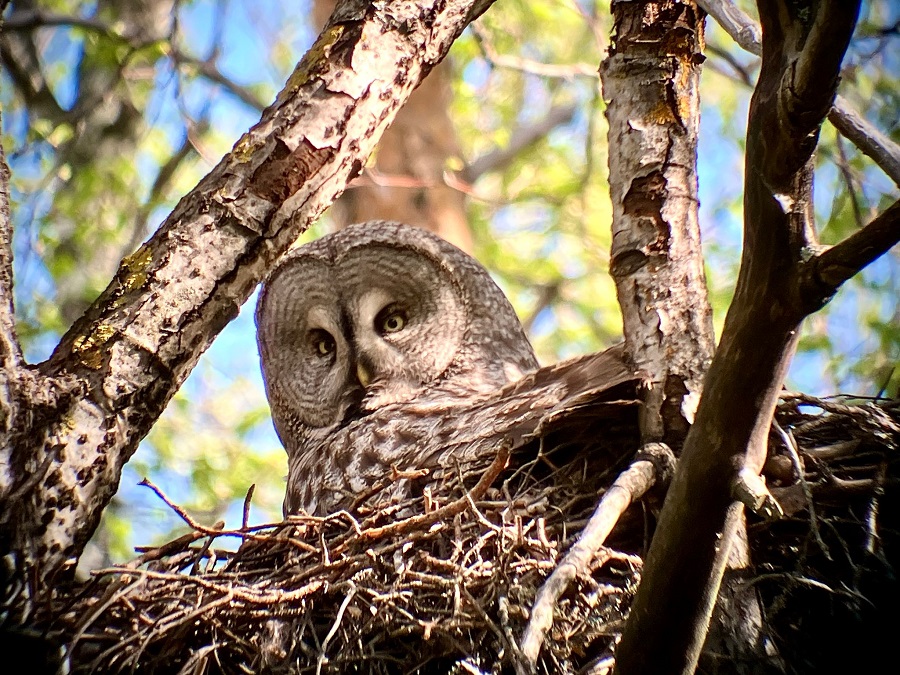 Great Gray Owl by Julian Hough 