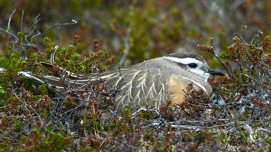 Dotterel photo by Julian Hough