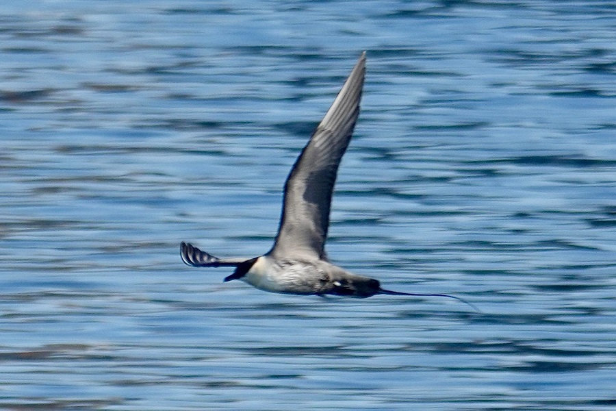 Long-tailed Jaeger by Jean Adamus