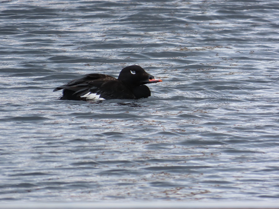 White-winged Scoter and its blue eye. Photo © Gina Nichol 