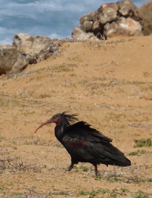 Bald Ibis , Morocco. Photo © Gina Nichol