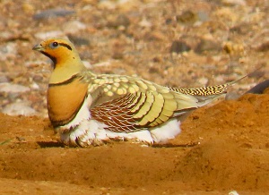 Pin-tailed Sandgrouse, Morocco 