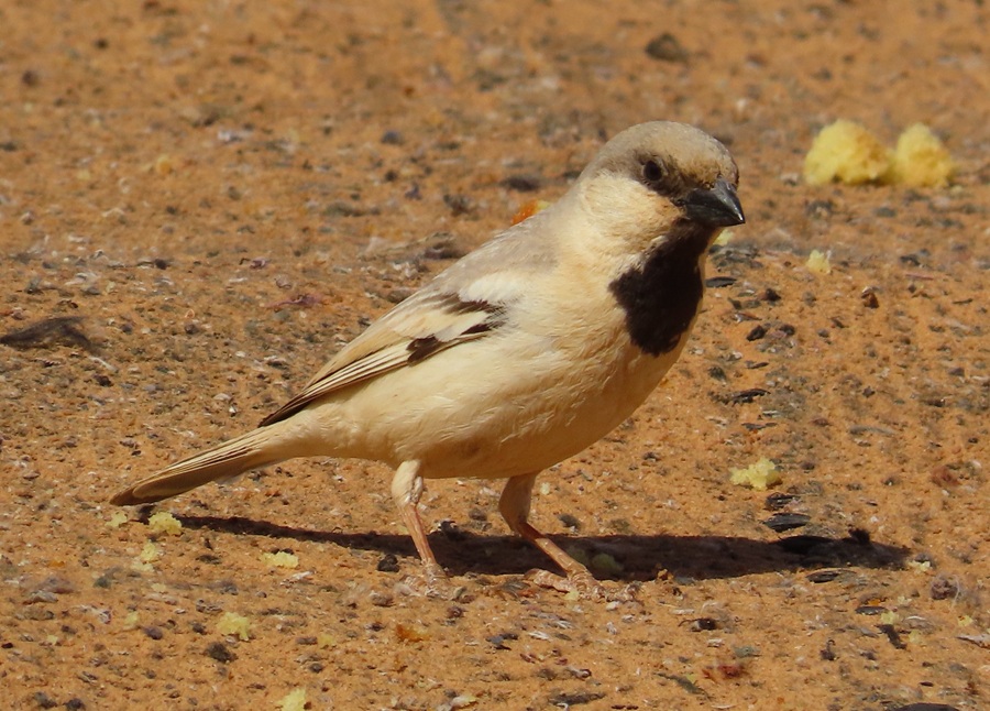 Desert Sparrow, Morocco. Photo © Gina Nichol