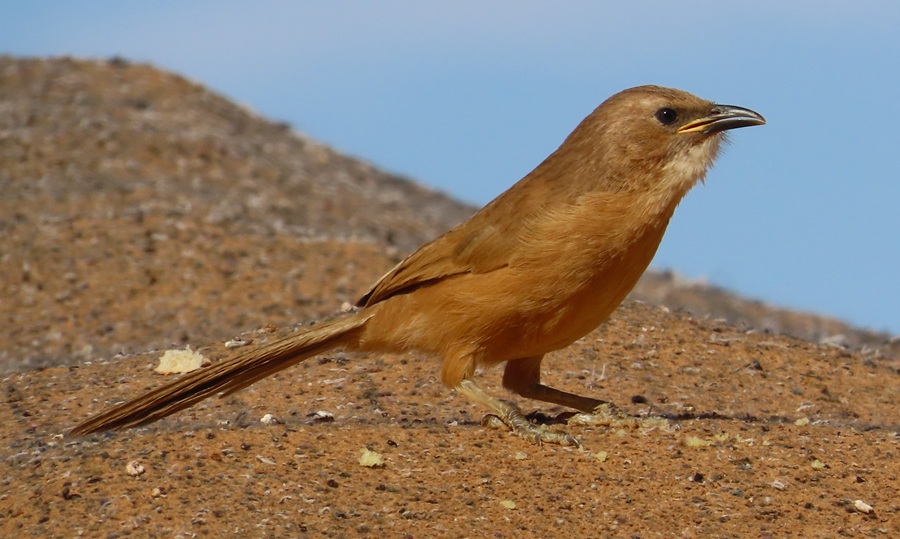 Fulvous Babbler, Morocco. Photo © Gina Nichol