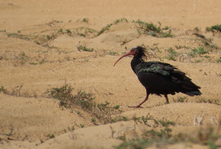 Bald Ibis, Morocco. Photo © Gina Nichol