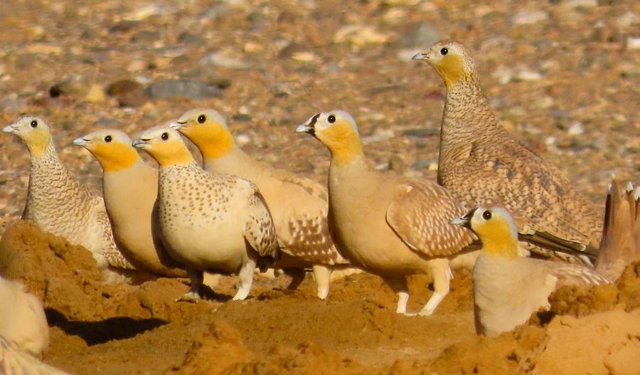 Crowned & Spotted Sandgrouse, Morocco. Photo © Gina Nichol