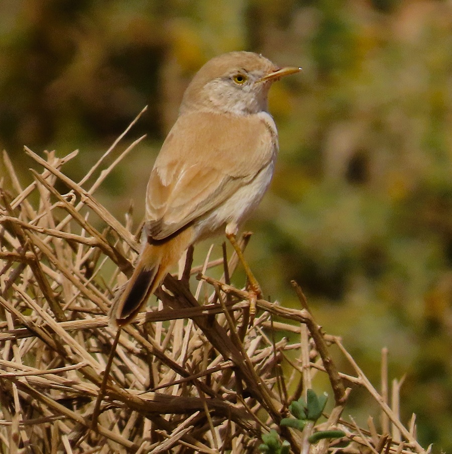 Desert Lark, Morocco. Photo © Gina Nichol