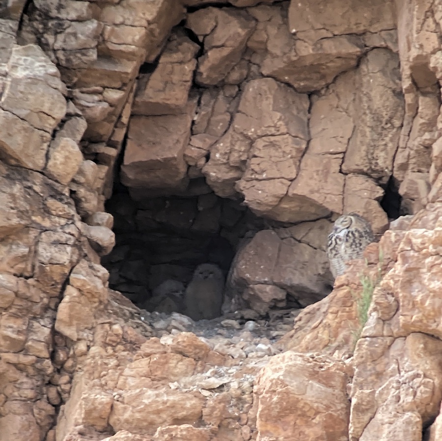 Pharaoh Eagle Owl with chicks, Morocco. Photo © Gina Nichol